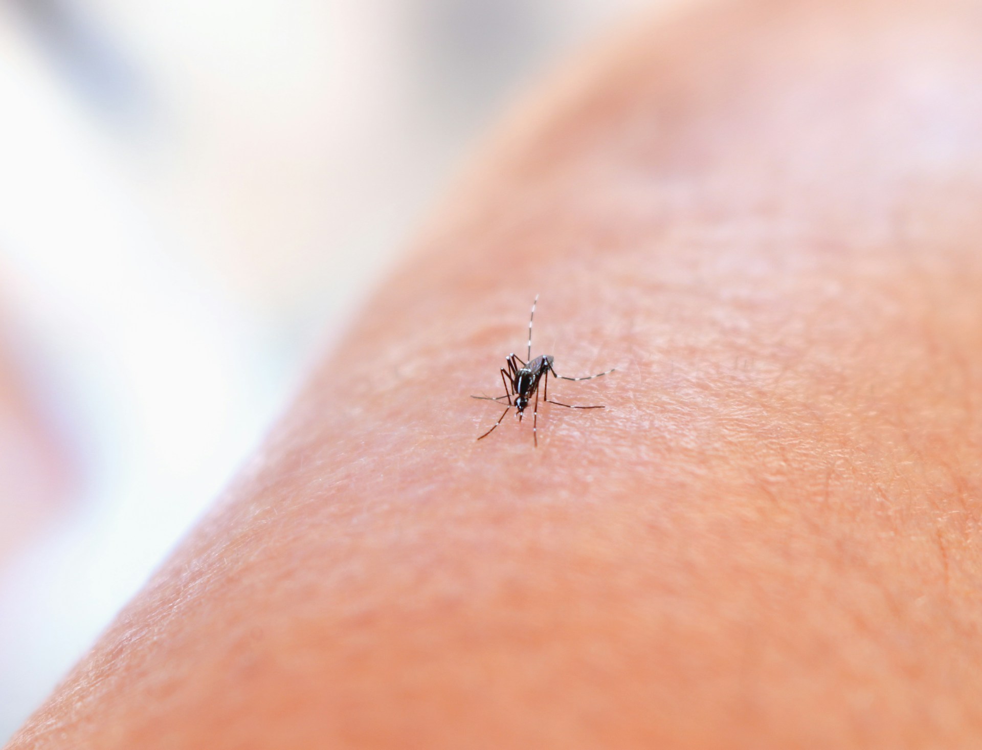 Repelente Casero para Mosquitos con Vainilla: Eficaz y Natural